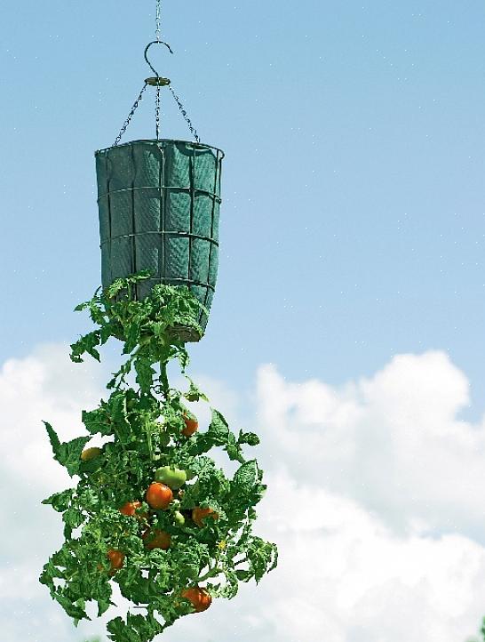 En av de raskeste måtene å drepe en tomatplante er å ikke gi den nok vann