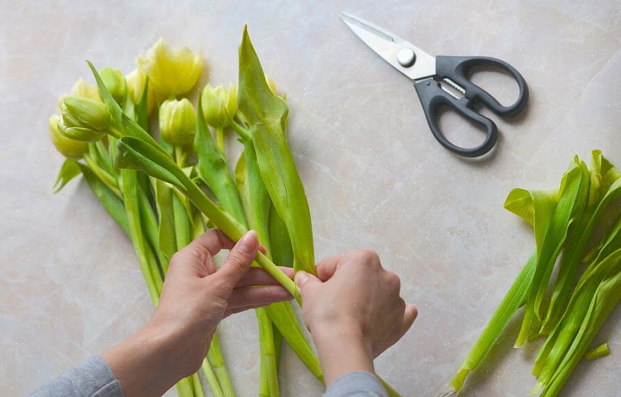 Selv om du ikke dyrker dine egne tulipaner