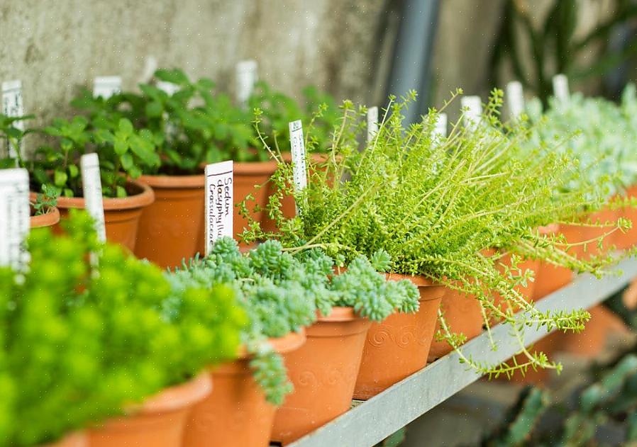 Hold den tomme blomsterposen oppreist