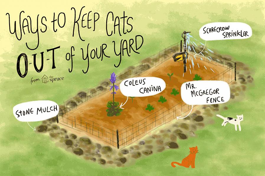 Katter kan frarådes å grave i hagesengene eller fitte rundt eiendommen din ved å bruke noen få taktikker