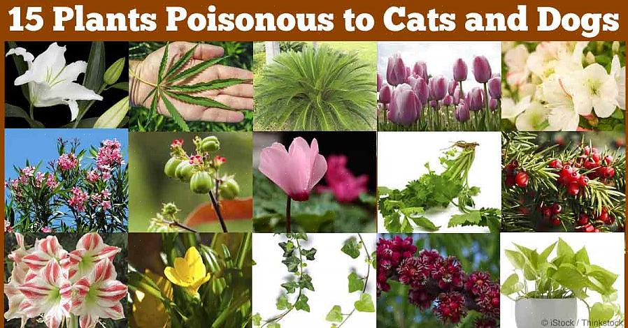 Den giftige naturen til noen av plantene som er giftige for hunder