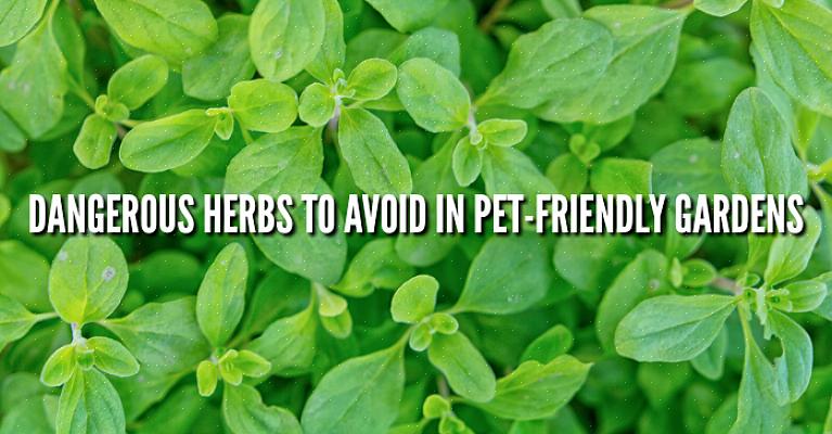 Følgende liste over giftige planter for hunder er ikke en fullstendig