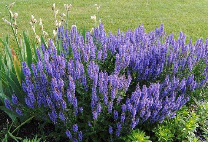 Og du vil verdsette Blue Hill salvia som en plante som pålitelig gir denne rolige fargen