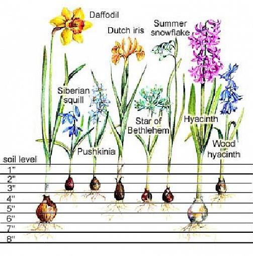 Vårpærer kalles så fordi de blomstrer om våren