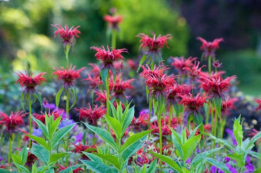 Røde biebalsamplanter er priset for sine lyse skarlagenrøde blomster