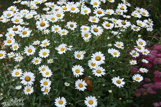 Bruk Becky shasta tusenfrydblomster i flerårige blomsterkanter