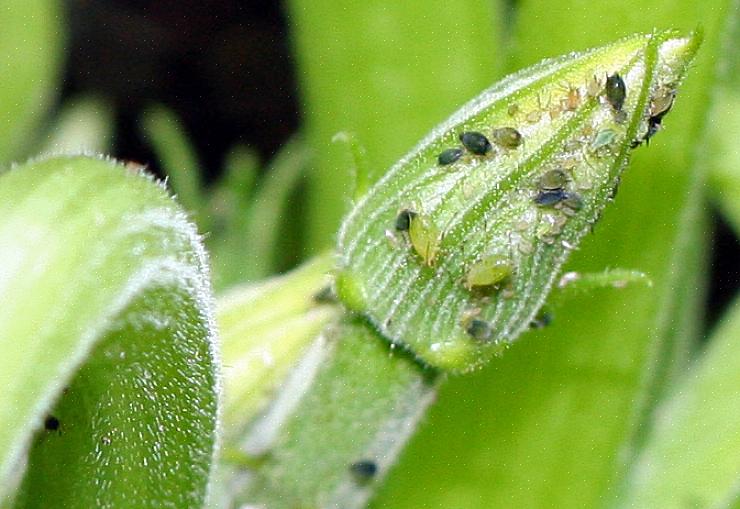 Bladlus kan svekke en plante