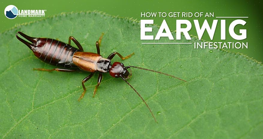 Earwigs spiser om natten og ser etter et fuktig