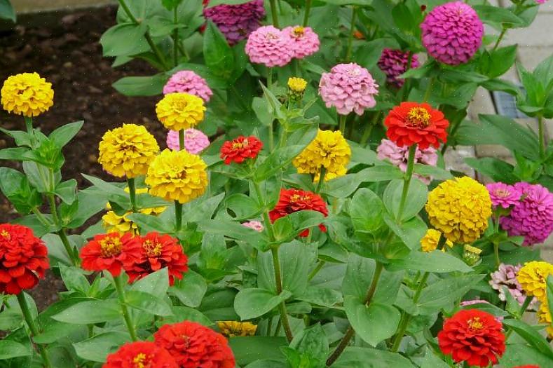 De fleste Zinnia elegans-varianter er høye planter