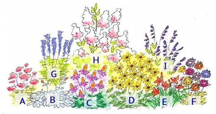 Vil løvverket gi en behagelig bakgrunn for de neste blomstene som blomstrer