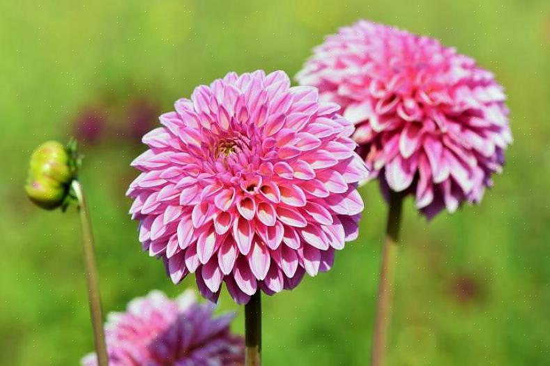 Når ikke mye annet skjer i blomsterhagen