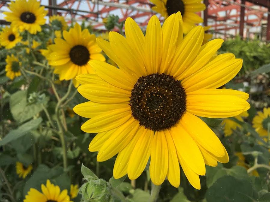 Vil du se på baksiden av blomsterhodene det meste av dagen