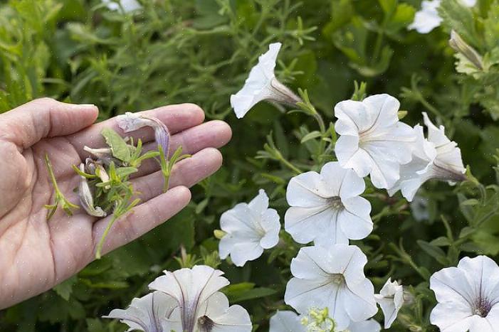 Vær mer forsiktig med en lang flerårig plante som har lange