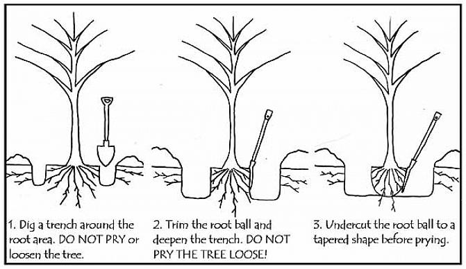 Dybden på rotkulen (røtter pluss jord) ved å gjøre litt utforskende graving rundt planten