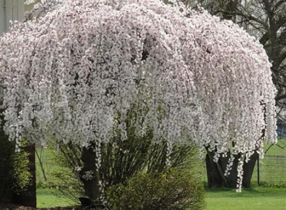 Gråtende kirsebærtrær (Prunus spp.) Må inngå i en liste over de beste kaskadeprøver