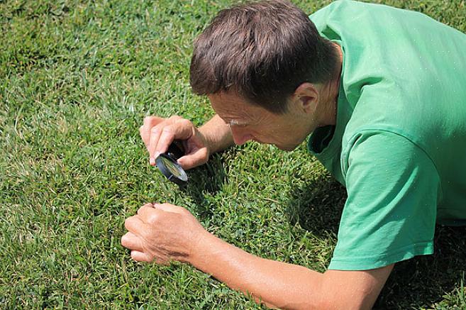 Rosa snømugg (noen ganger referert til som Fusarium patch)