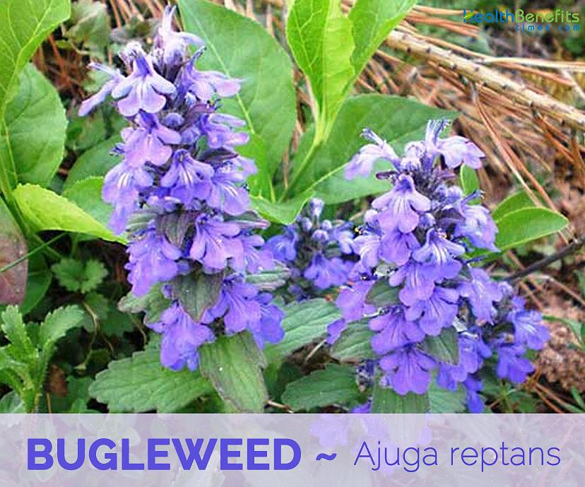 Men unngå å plante bugleweed nær plenområder