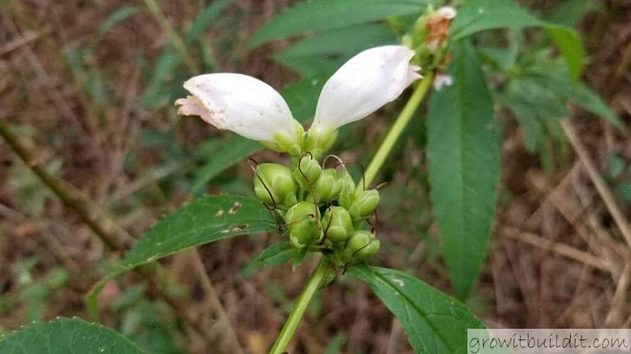 Kan du prøve å plante skilpaddehode (Chelone obliqua)