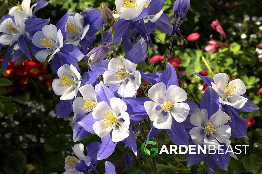 Du kan starte Columbine blomster fra frø eller plante