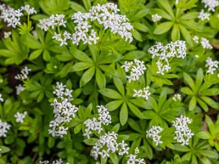 Så lenge plantene får minst 6 timer direkte sollys