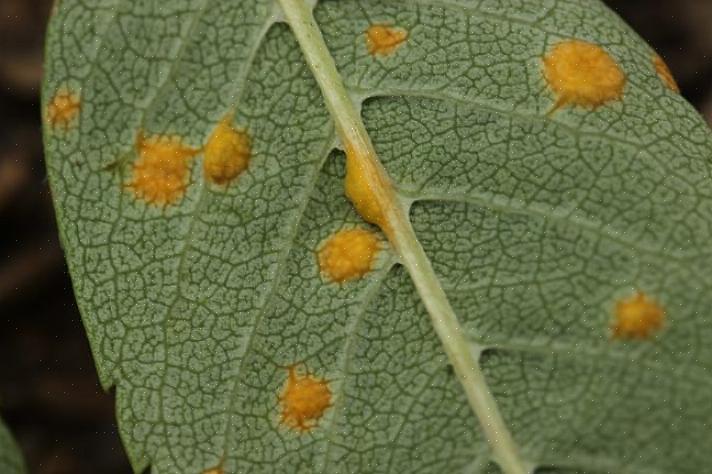 Det er mange arter av rustsoppsykdommen som påvirker vertsspesifikke planter