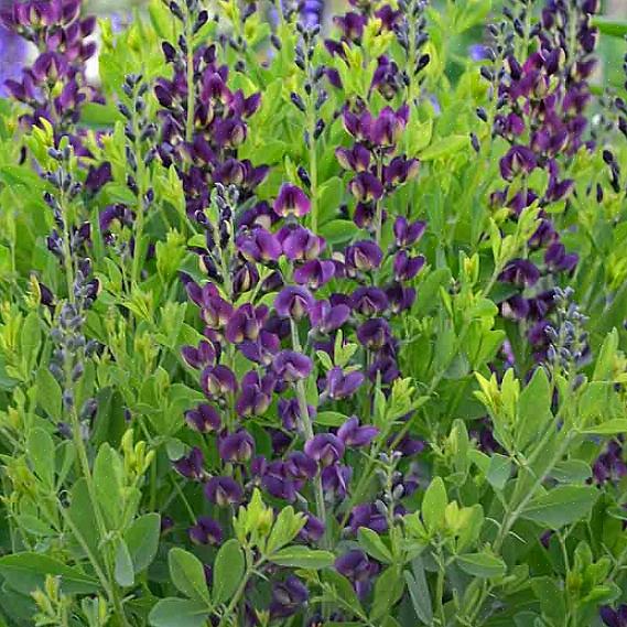 Blue Wild Indigo, False Indigo