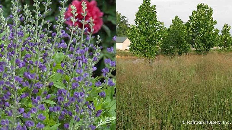 Ingen blomster fyller hagen din med strålende ekte blå blomster som blå False Indigo