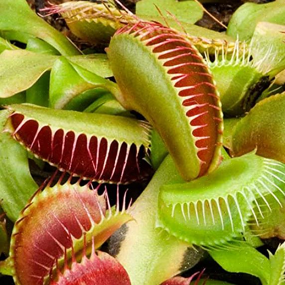 Du kan enten blande en selv eller se etter Venus flytrap pottejord for å oppnå dette