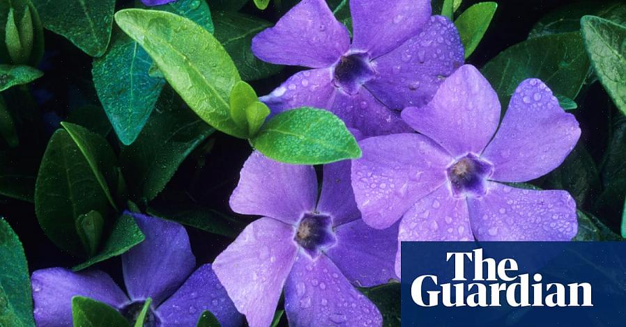 Busker med lilla blomster er kanskje mer ettertraktet enn noen annen type