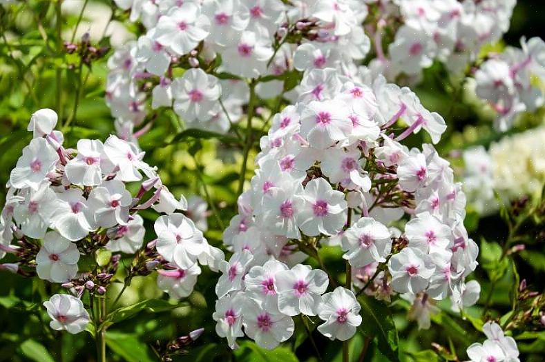 I motsetning til sin bakkeklemme relative Phlox subulata