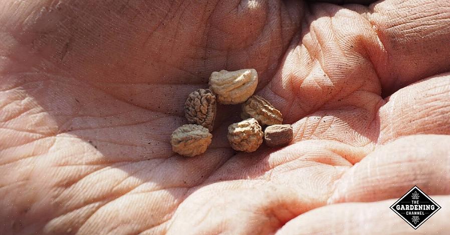 Scarification forekommer naturlig når frø holder seg utendørs gjennom den kalde vinteren