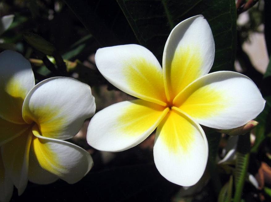 I likhet med grenene gir Plumeria alba-bladene melkeagtig hvit saft når de er sprukket opp