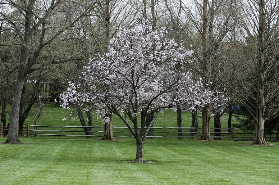 Metodene for beskjæring av magnolia varierer litt avhengig av om treet ditt er en eviggrønn
