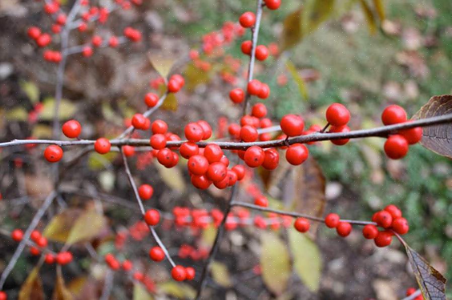 Winterberry (Ilex verticillata) er innfødt i Øst-Canada