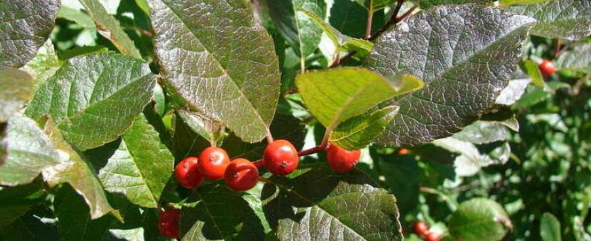 Winterberry er en dioecious plante