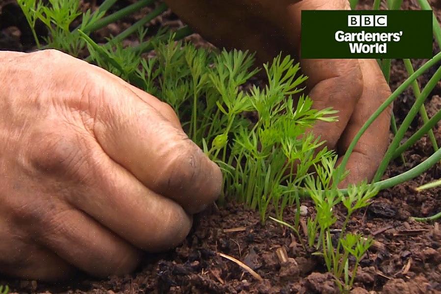 I tillegg gir tynning på kvelden de gjenværende plantene en sjanse til å justere seg før de blir utsatt