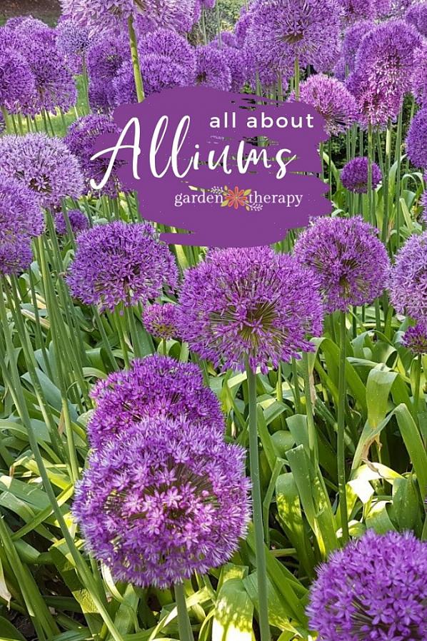 Nodding løk (Allium cernuum) produserer floppende mopphoder av blomster i vakre nyanser av rosa