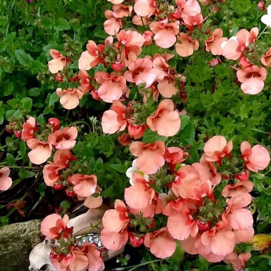 Diascia foretrekker kjøligere temperaturer