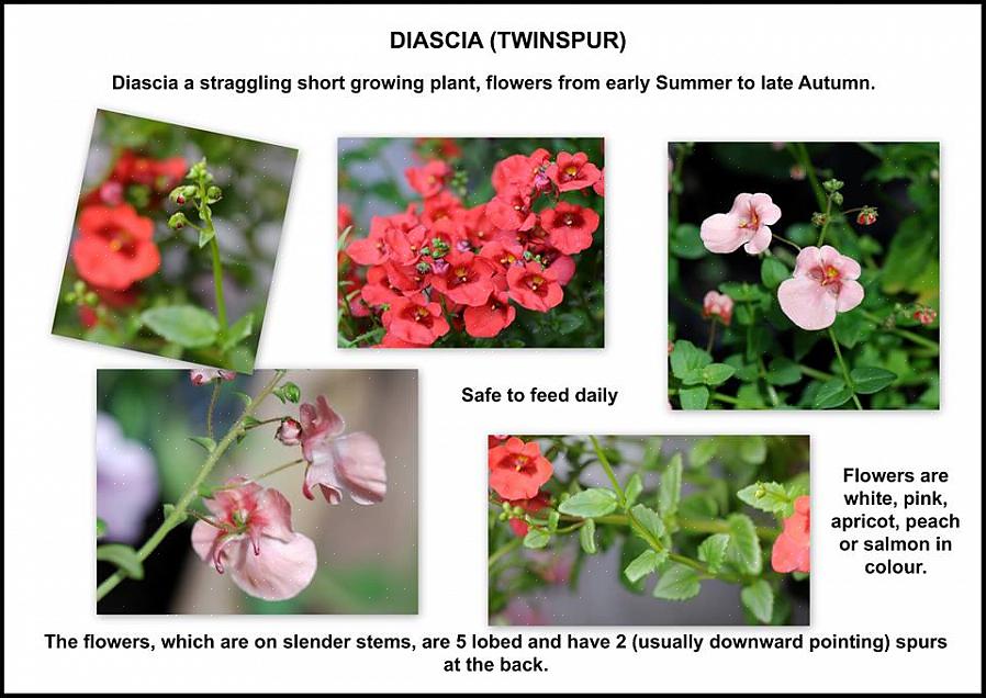 Diascia-frø trenger lys for å spire