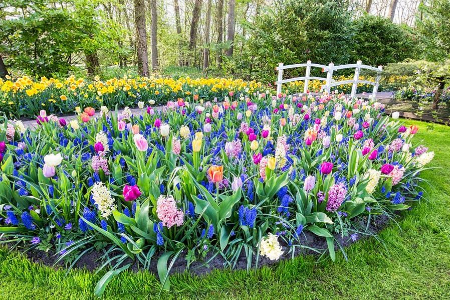 Gladiolus-planter produserer trompetformede blomster som åpner seg fra bunnen til toppen på en sverdlignende