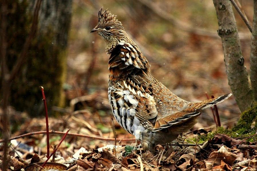 Kan hver birder imidlertid trygt identifisere ryper