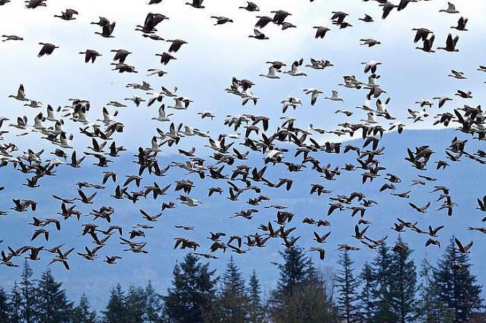 Fugler velger ikke bevisst å ikke migrere