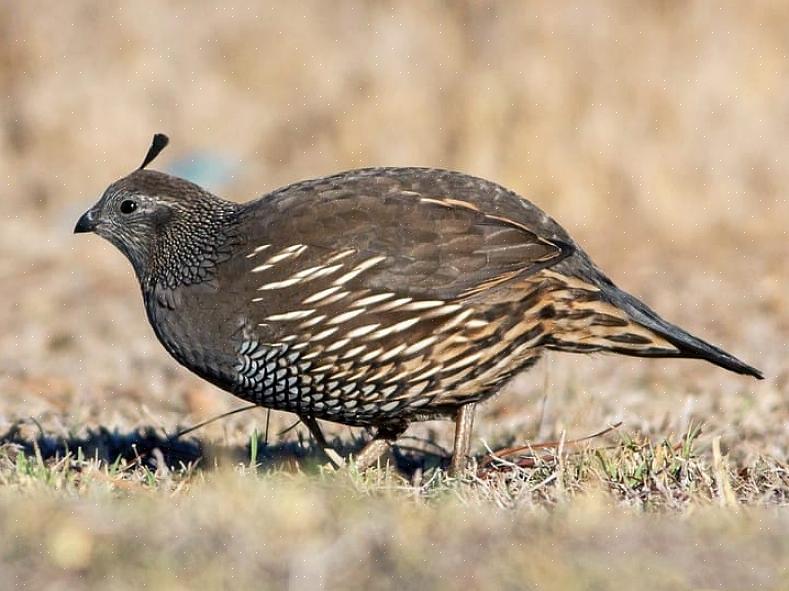 Chukar identifikasjon