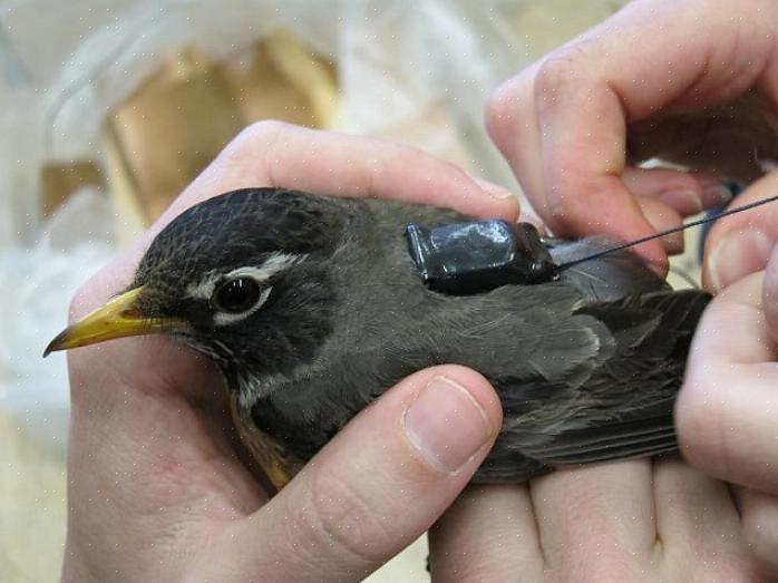 Turdidae-fuglefamilien inkluderer mer enn 175 arter