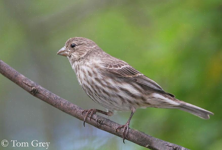 Linnet (ikke å forveksle med Common Linnet i Europa)