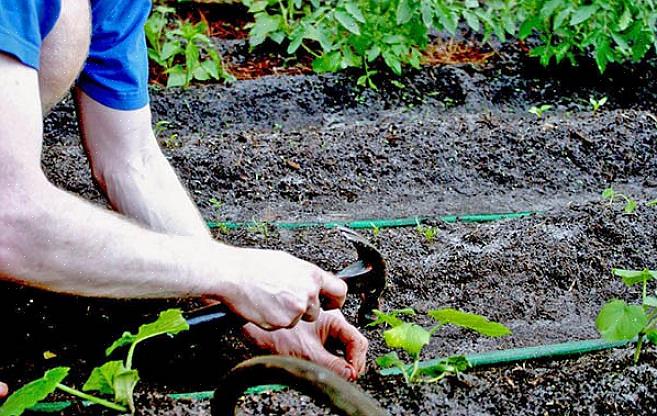 Tørke i begynnelsen av vekstsesongen kan forårsake mest skade av alle fordi plantene vokser aktivt