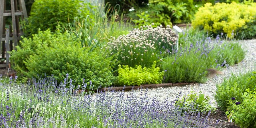 Å plante duftende urter der du vil pusse mot dem når du går forbi