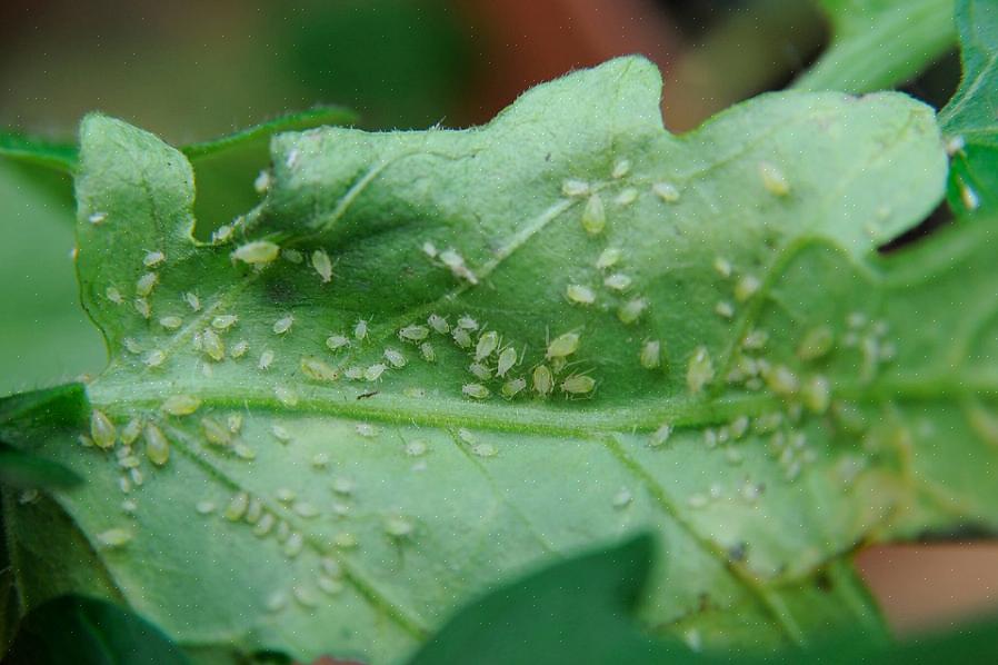 Disse irriterende insektene er ikke bare en ekkel overraskelse for planteiere