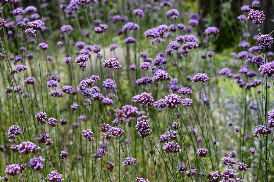 Høy verbena (Verbena bonariensis) er en hardfør