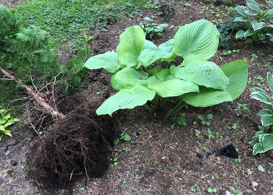 Hostas er tøffe planter